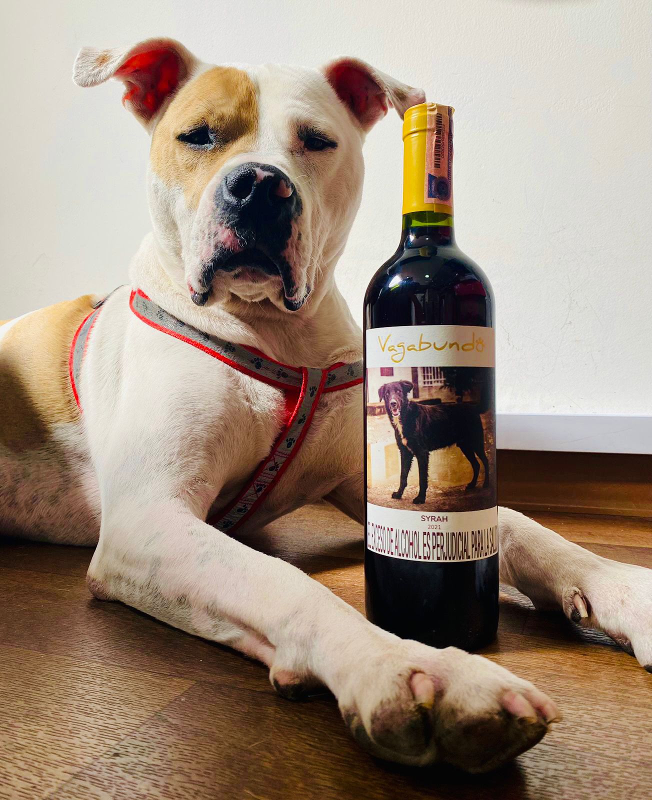 Vagabundo Wines un emprendimiento para ayudar a animales sin hogar